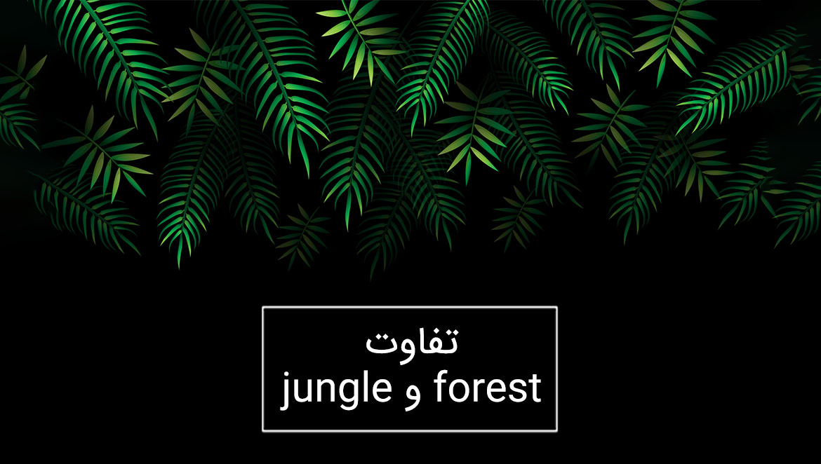 تفاوت forest و jungle در زبان انگلیسی